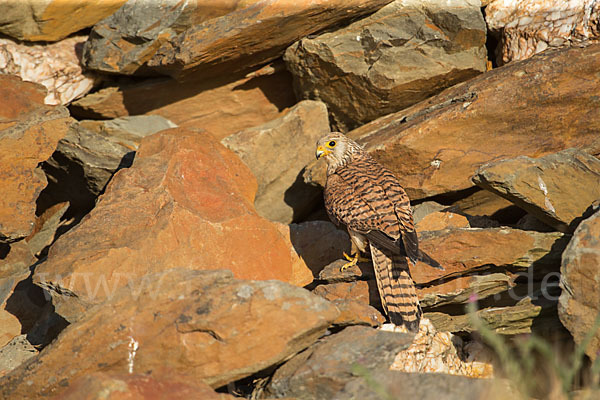 Rötelfalke (Falco naumanni)