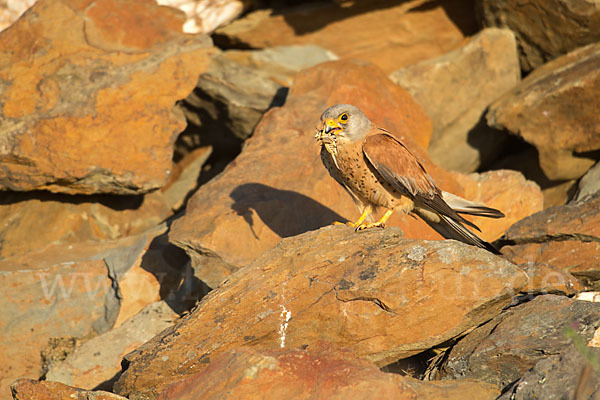 Rötelfalke (Falco naumanni)