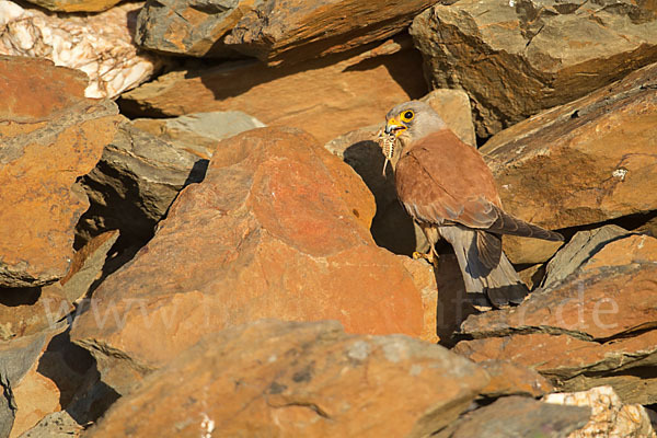 Rötelfalke (Falco naumanni)