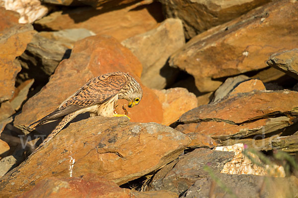 Rötelfalke (Falco naumanni)