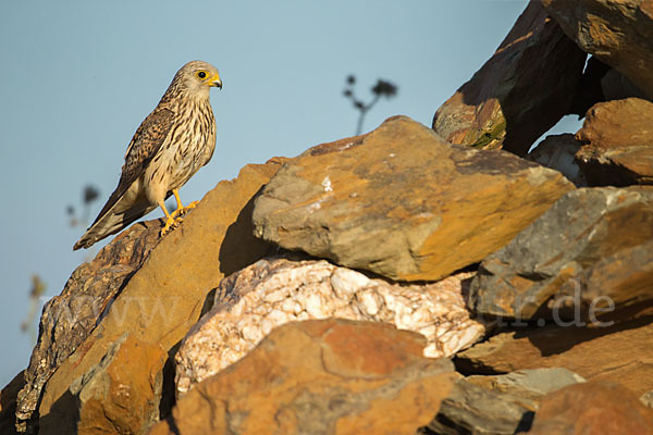 Rötelfalke (Falco naumanni)