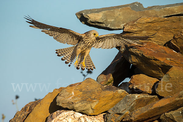 Rötelfalke (Falco naumanni)