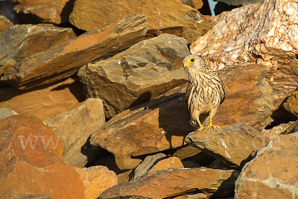 Rötelfalke (Falco naumanni)