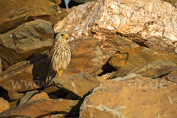 Rötelfalke (Falco naumanni)