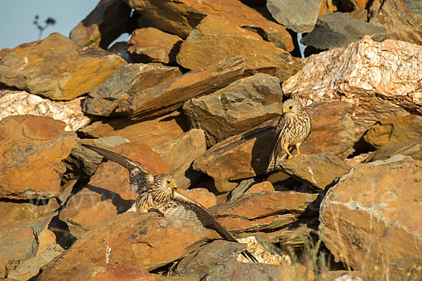 Rötelfalke (Falco naumanni)