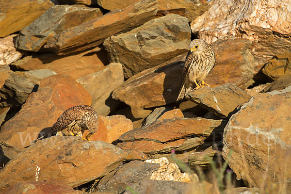 Rötelfalke (Falco naumanni)