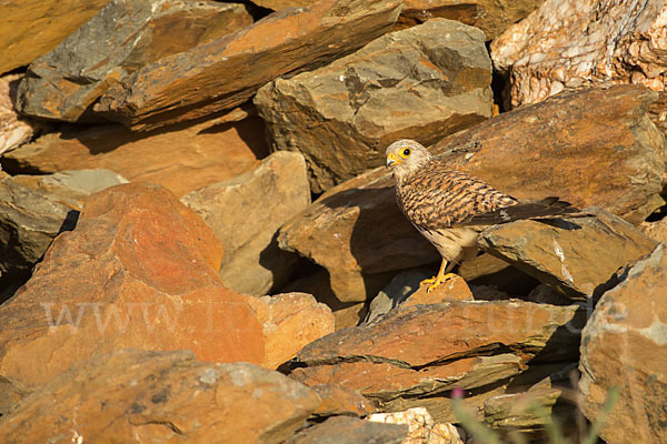 Rötelfalke (Falco naumanni)