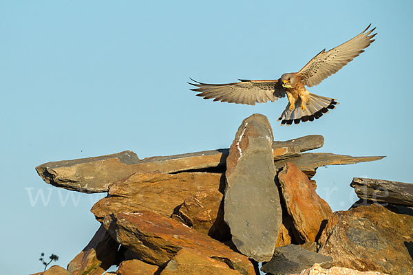 Rötelfalke (Falco naumanni)