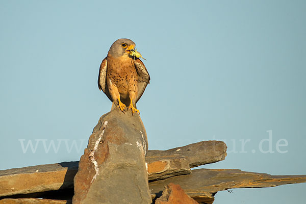 Rötelfalke (Falco naumanni)