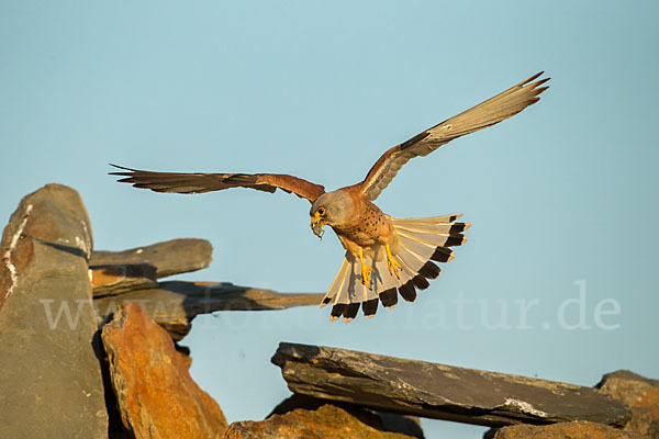 Rötelfalke (Falco naumanni)