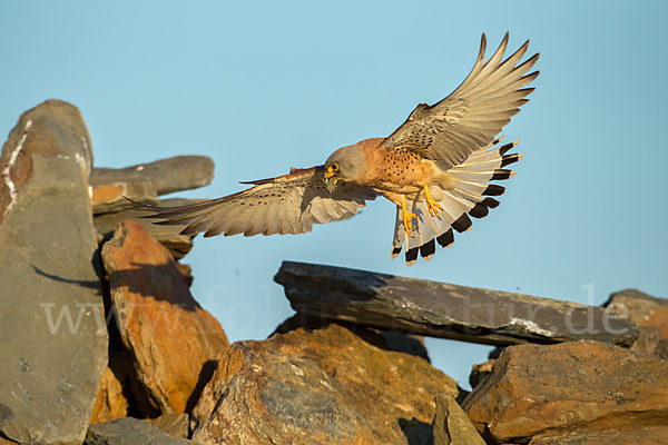 Rötelfalke (Falco naumanni)