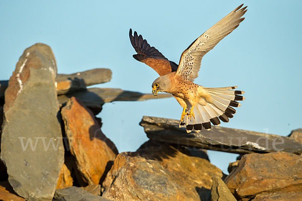 Rötelfalke (Falco naumanni)