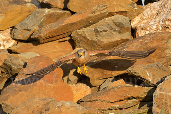 Rötelfalke (Falco naumanni)