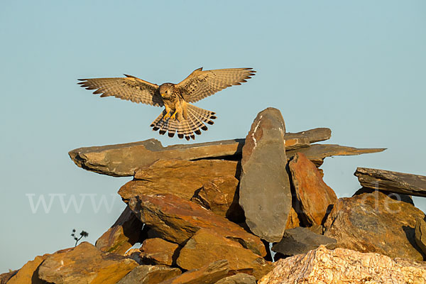 Rötelfalke (Falco naumanni)