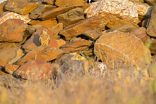 Rötelfalke (Falco naumanni)