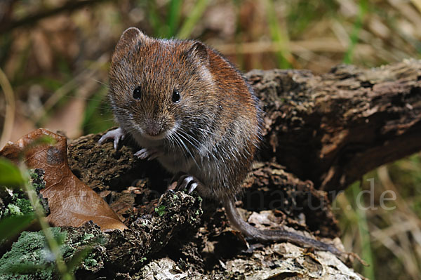 Rötelmaus (Clethrionomys glareolus)