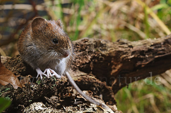 Rötelmaus (Clethrionomys glareolus)