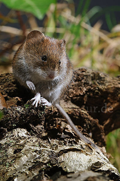 Rötelmaus (Clethrionomys glareolus)