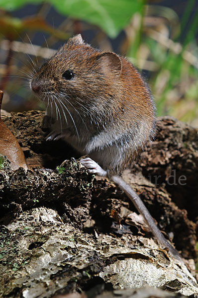 Rötelmaus (Clethrionomys glareolus)