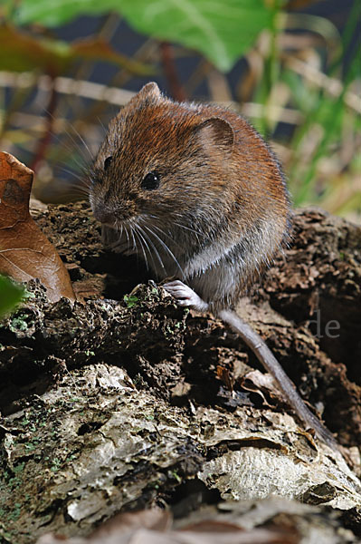 Rötelmaus (Clethrionomys glareolus)