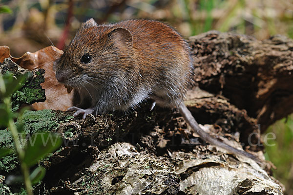 Rötelmaus (Clethrionomys glareolus)