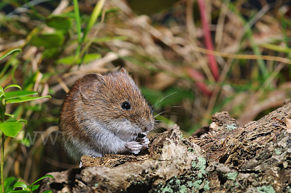 Rötelmaus (Clethrionomys glareolus)