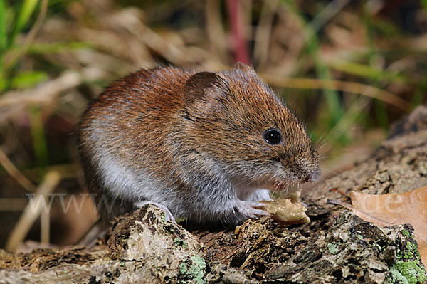 Rötelmaus (Clethrionomys glareolus)