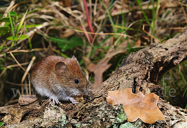 Rötelmaus (Clethrionomys glareolus)