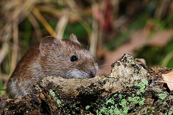 Rötelmaus (Clethrionomys glareolus)