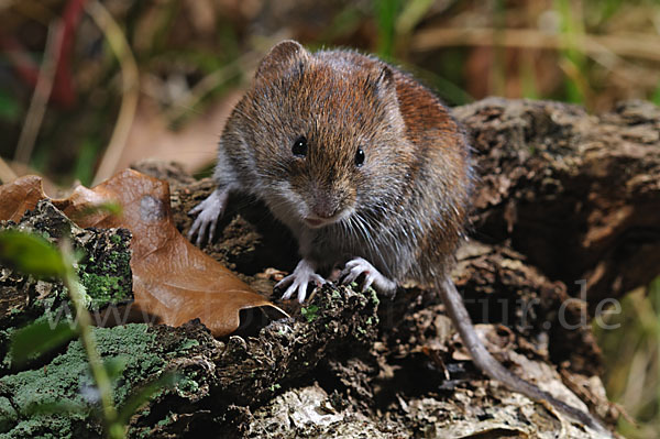 Rötelmaus (Clethrionomys glareolus)