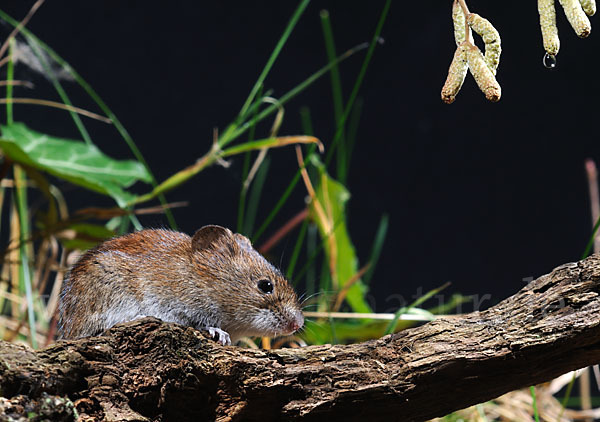 Rötelmaus (Clethrionomys glareolus)