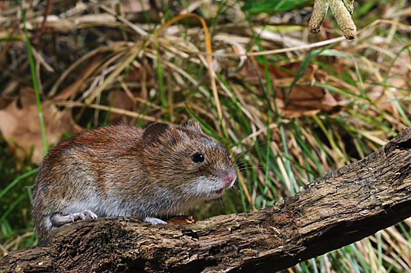 Rötelmaus (Clethrionomys glareolus)