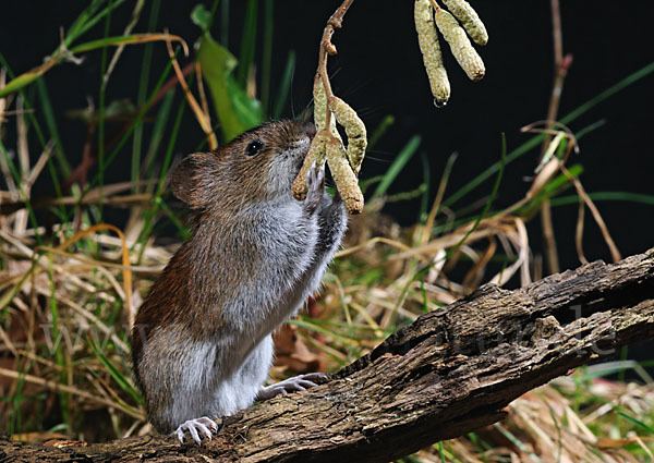 Rötelmaus (Clethrionomys glareolus)