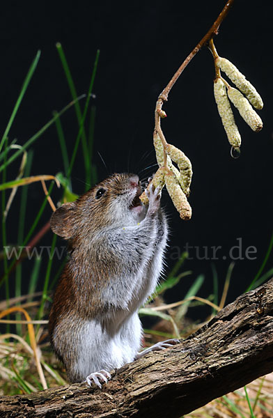 Rötelmaus (Clethrionomys glareolus)