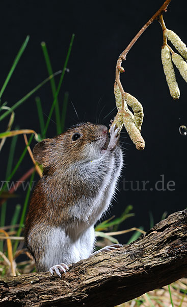 Rötelmaus (Clethrionomys glareolus)