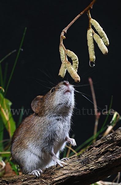 Rötelmaus (Clethrionomys glareolus)