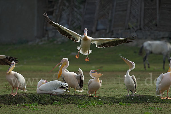 Rötelpelikan (Pelecanus rufescens)