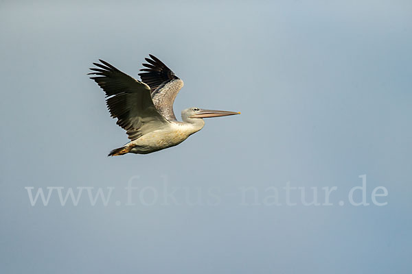 Rötelpelikan (Pelecanus rufescens)