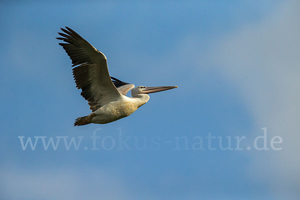 Rötelpelikan (Pelecanus rufescens)