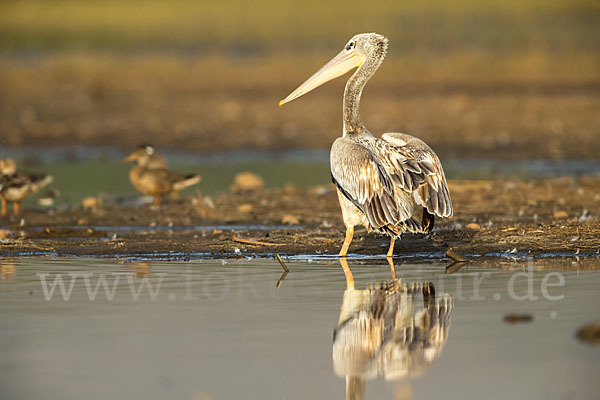 Rötelpelikan (Pelecanus rufescens)