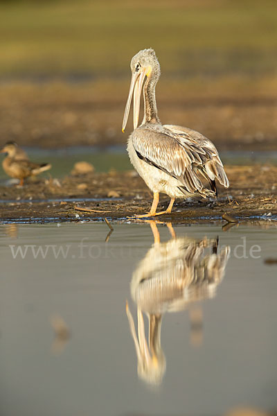 Rötelpelikan (Pelecanus rufescens)