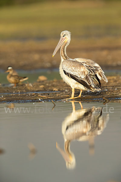 Rötelpelikan (Pelecanus rufescens)