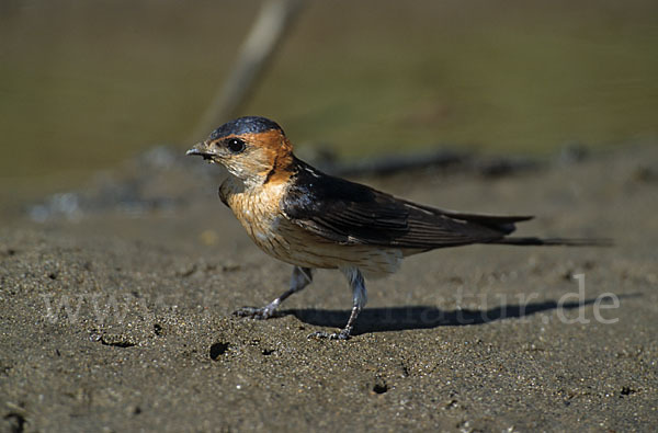 Rötelschwalbe (Hirrundo daurica)