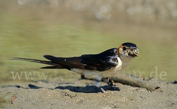 Rötelschwalbe (Hirrundo daurica)