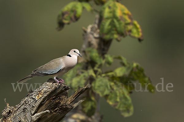 Röteltaube (Streptopelia vinacea)