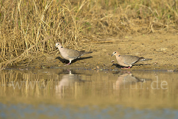 Röteltaube (Streptopelia vinacea)