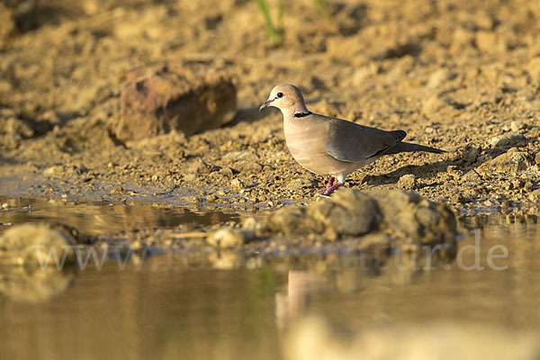 Röteltaube (Streptopelia vinacea)