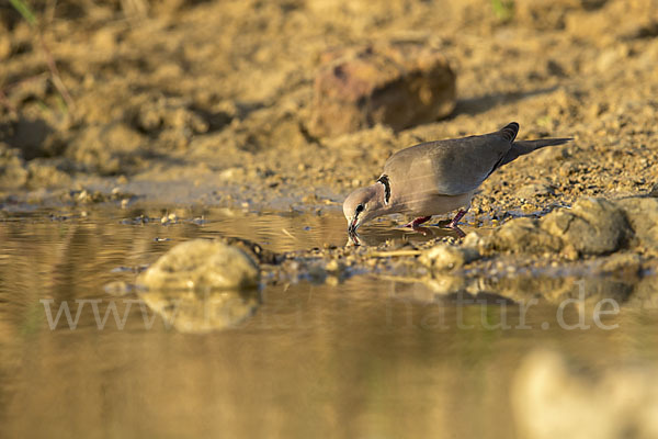 Röteltaube (Streptopelia vinacea)