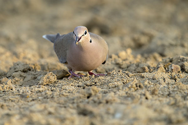 Röteltaube (Streptopelia vinacea)