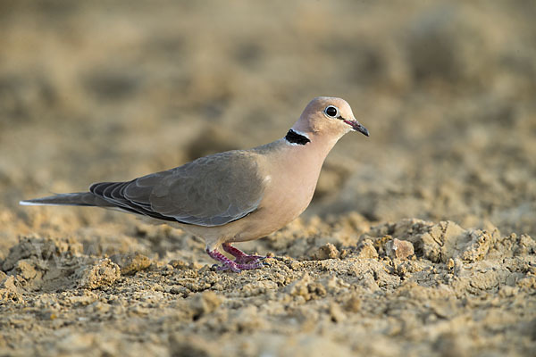 Röteltaube (Streptopelia vinacea)